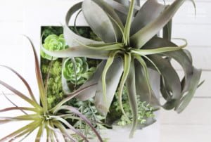 CUADRO TILLANDSIAS