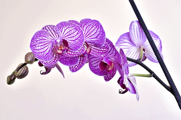 como cuidar una orquidea phalaenopsis